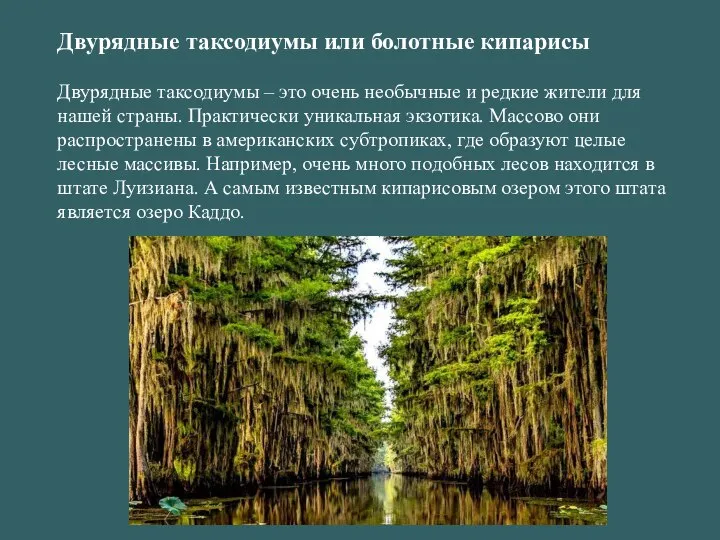 Двурядные таксодиумы или болотные кипарисы Двурядные таксодиумы – это очень необычные и