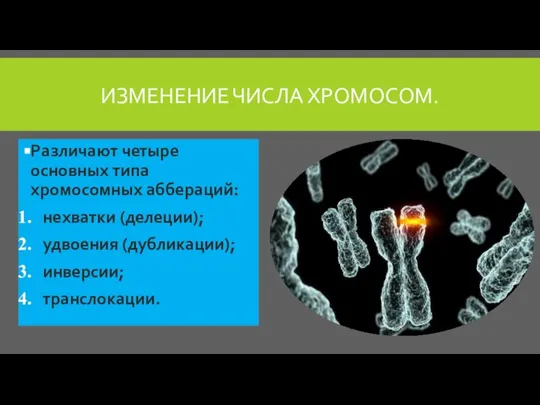 ИЗМЕНЕНИЕ ЧИСЛА ХРОМОСОМ. Различают четыре основных типа хромосомных аббераций: нехватки (делеции); удвоения (дубликации); инверсии; транслокации.