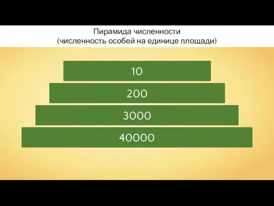 Пирамида численности (численность особей на единице площади) 40000 3000 200 10