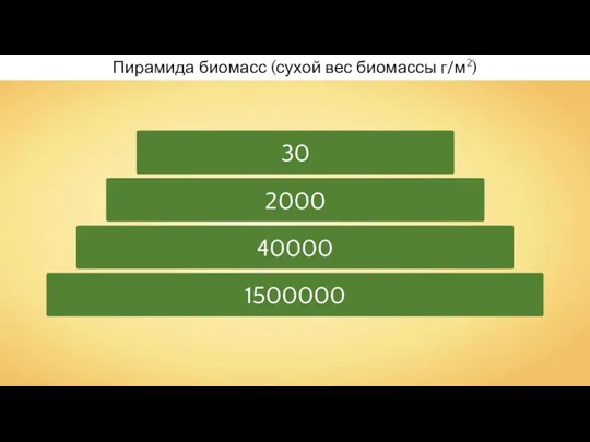Пирамида биомасс (сухой вес биомассы г/м2) 1500000 40000 2000 30