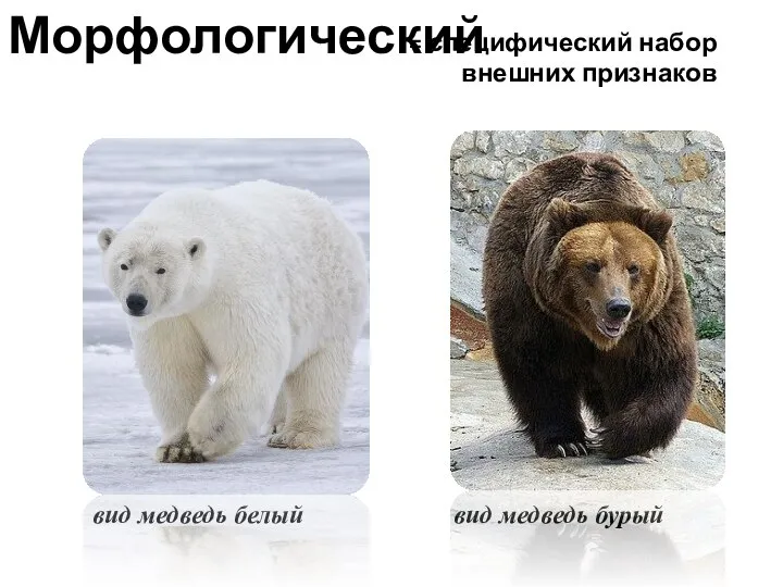 Морфологический = специфический набор внешних признаков вид медведь белый вид медведь бурый НО, есть исключения