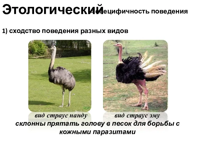 Этологический = специфичность поведения Исключения 1) сходство поведения разных видов вид страус