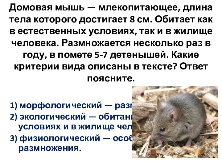 Домовая мышь — млекопитающее, длина тела которого достигает 8 см. Обитает как