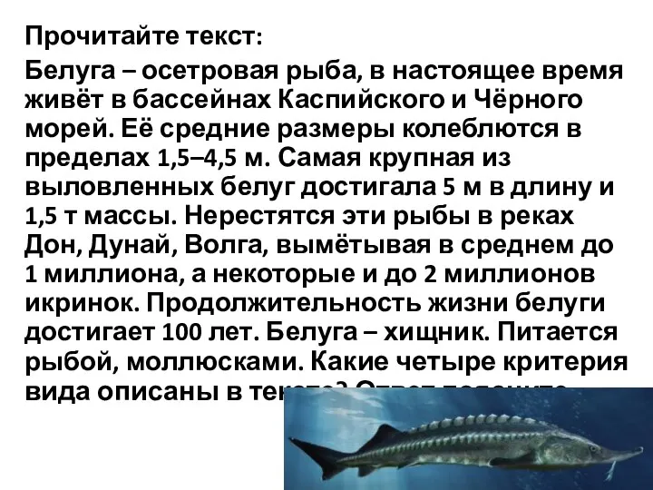 Прочитайте текст: Белуга – осетровая рыба, в настоящее время живёт в бассейнах