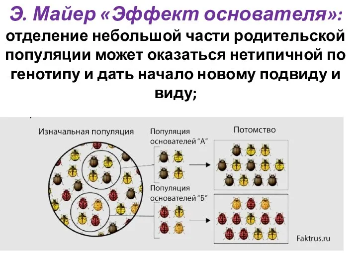 Э. Майер «Эффект основателя»: отделение небольшой части родительской популяции может оказаться нетипичной