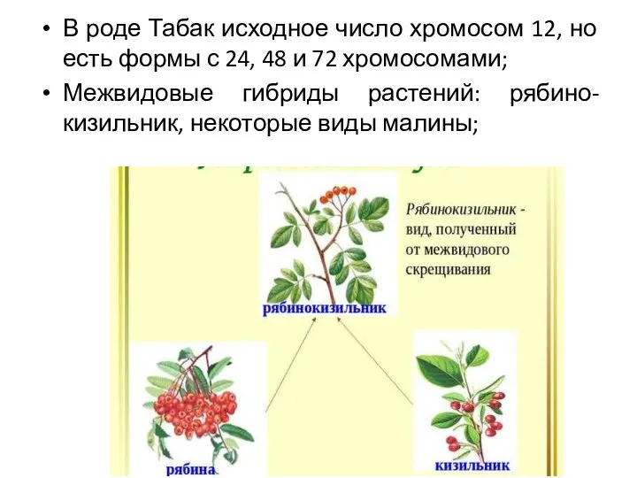 В роде Табак исходное число хромосом 12, но есть формы с 24,