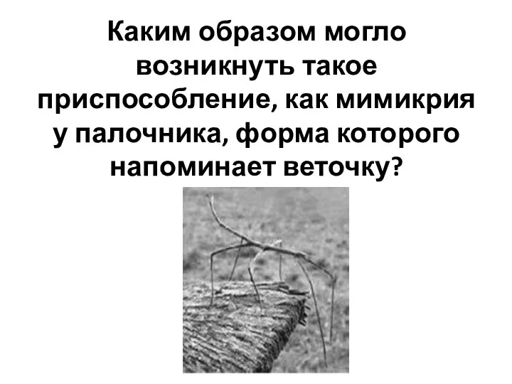 Каким образом могло возникнуть такое приспособление, как мимикрия у палочника, форма которого напоминает веточку?