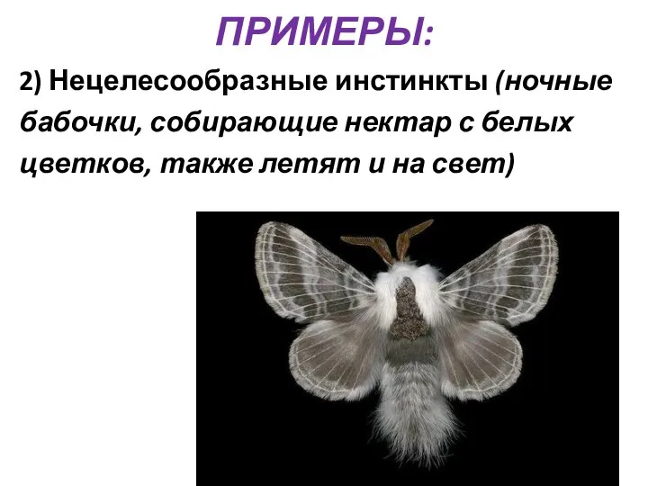 ПРИМЕРЫ: 2) Нецелесообразные инстинкты (ночные бабочки, собирающие нектар с белых цветков, также летят и на свет)