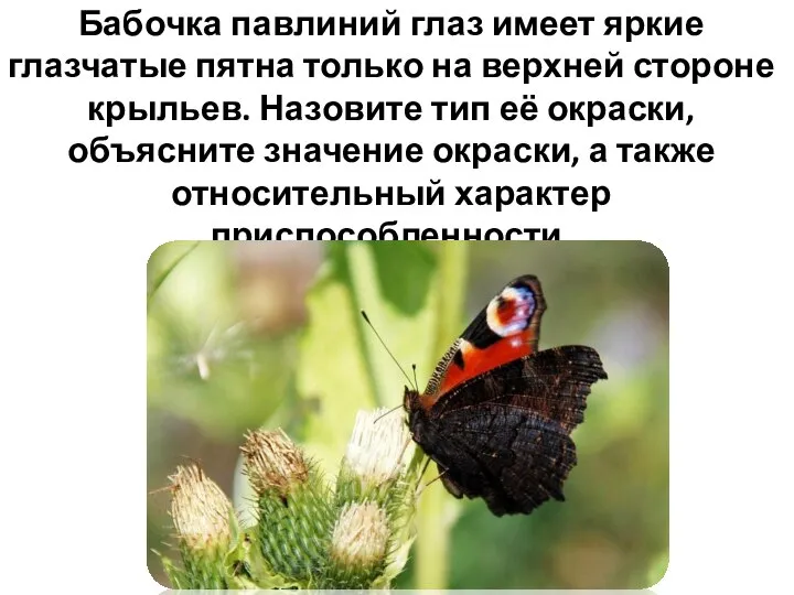 Бабочка павлиний глаз имеет яркие глазчатые пятна только на верхней стороне крыльев.