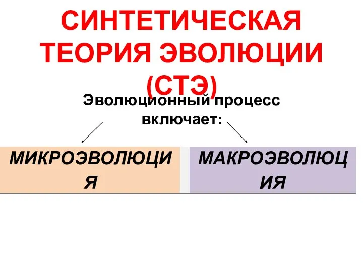 СИНТЕТИЧЕСКАЯ ТЕОРИЯ ЭВОЛЮЦИИ (СТЭ) Эволюционный процесс включает: