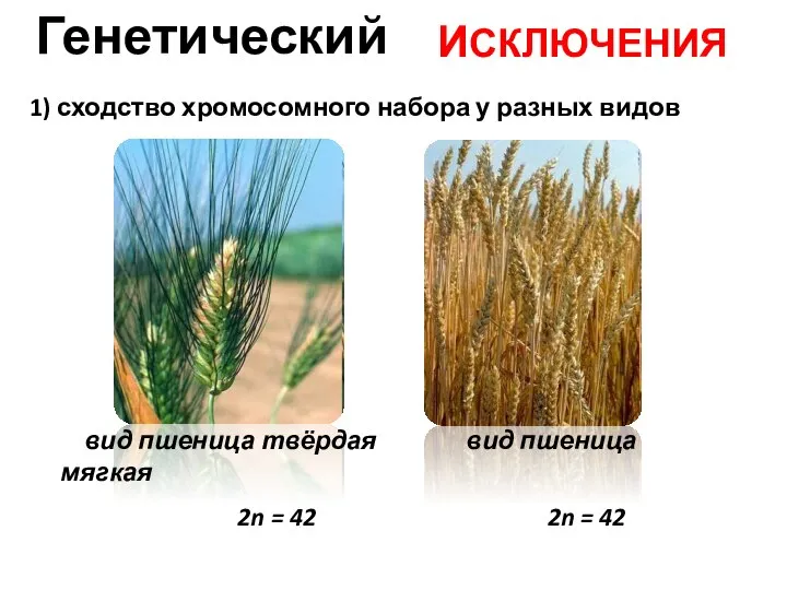 Генетический ИСКЛЮЧЕНИЯ 1) сходство хромосомного набора у разных видов вид пшеница твёрдая