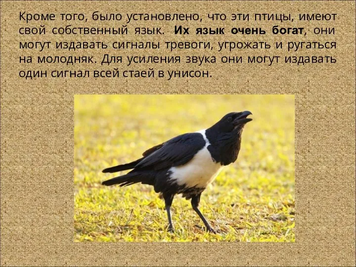 Кроме того, было установлено, что эти птицы, имеют свой собственный язык. Их