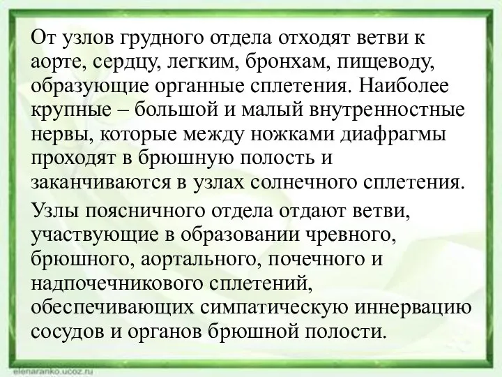 От узлов грудного отдела отходят ветви к аорте, сердцу, легким, бронхам, пищеводу,