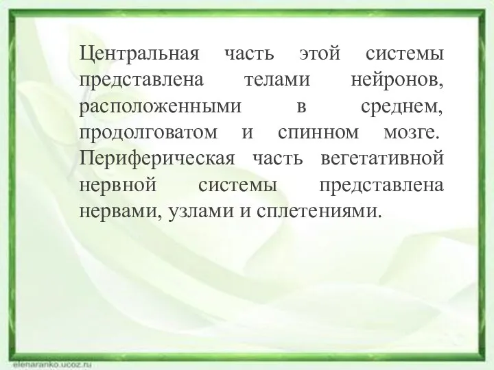 Центральная часть этой системы представлена телами нейронов, расположенными в среднем, продолговатом и