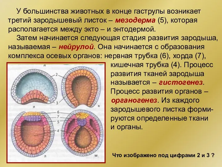 У большинства животных в конце гаструлы возникает третий зародышевый листок – мезодерма