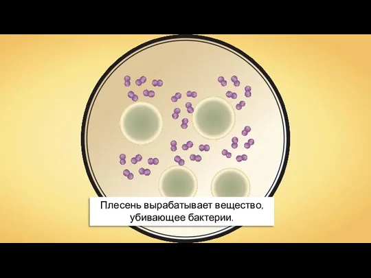 Плесень вырабатывает вещество, убивающее бактерии.