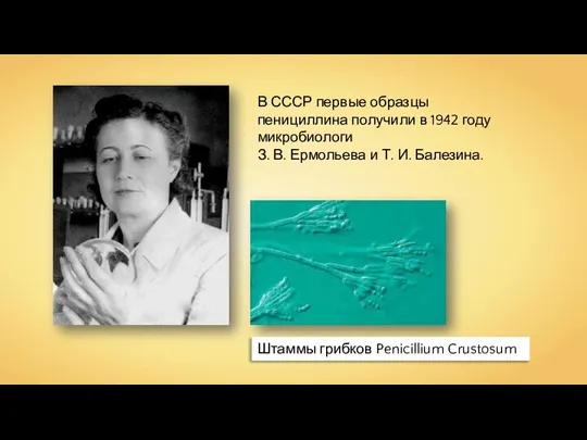 В СССР первые образцы пенициллина получили в 1942 году микробиологи З. В.