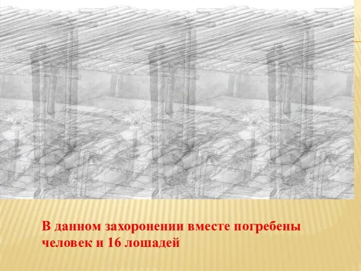 В данном захоронении вместе погребены человек и 16 лошадей