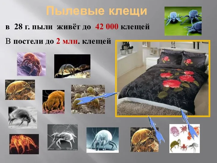 Пылевые клещи . в 28 г. пыли живёт до 42 000 клещей