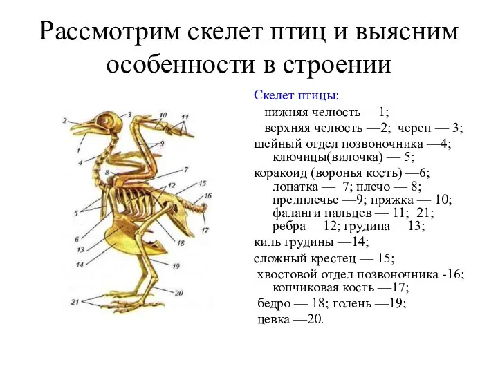 Рассмотрим скелет птиц и выясним особенности в строении Скелет птицы: нижняя челюсть