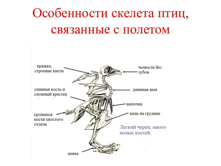 Особенности скелета птиц, связанные с полетом
