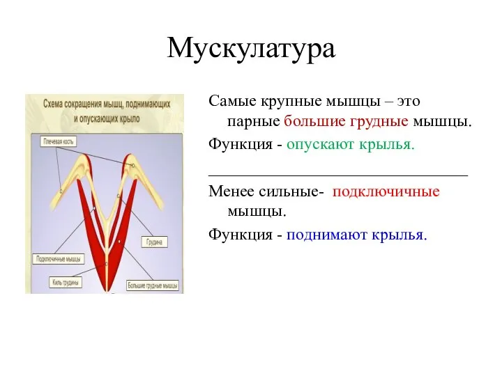 Мускулатура Самые крупные мышцы – это парные большие грудные мышцы. Функция -