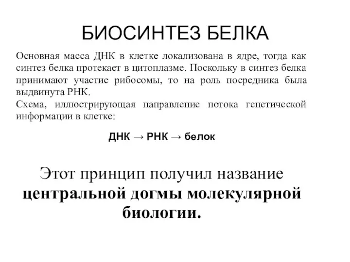 БИОСИНТЕЗ БЕЛКА Основная масса ДНК в клетке локализована в ядре, тогда как