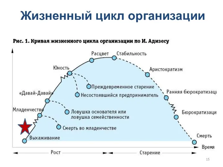 Жизненный цикл организации