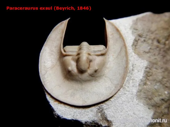 Paraceraurus exsul (Beyrich, 1846)
