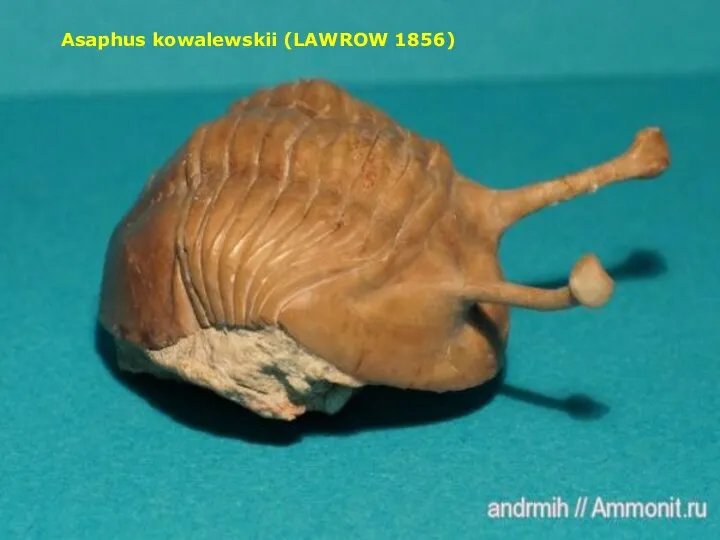 Asaphus kowalewskii (LAWROW 1856)