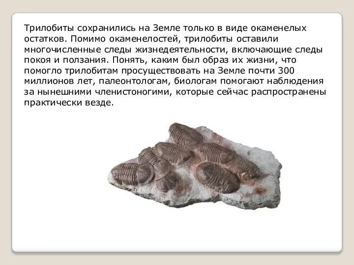 Трилобиты сохранились на Земле только в виде окаменелых остатков. Помимо окаменелостей, трилобиты