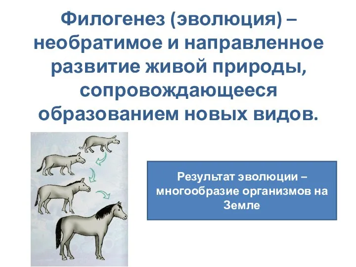 Филогенез (эволюция) – необратимое и направленное развитие живой природы, сопровождающееся образованием новых