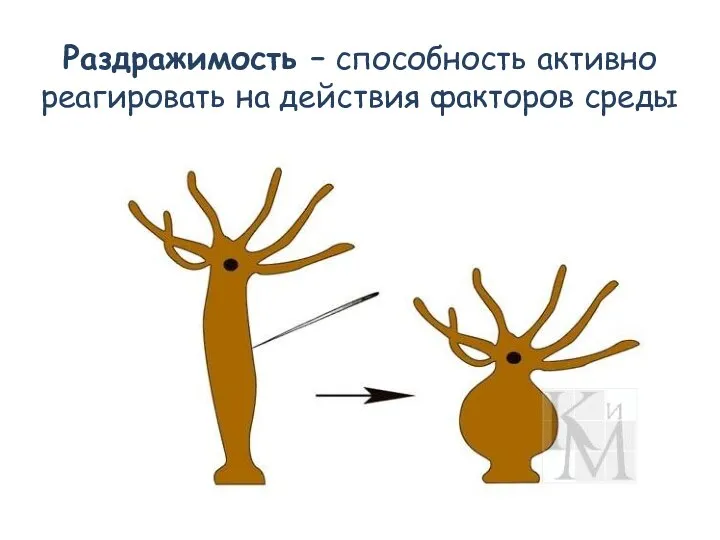 Раздражимость – способность активно реагировать на действия факторов среды