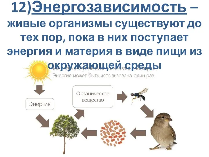 12)Энергозависимость – живые организмы существуют до тех пор, пока в них поступает