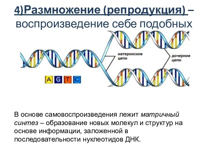 4)Размножение (репродукция) – воспроизведение себе подобных В основе самовоспроизведения лежит матричный синтез