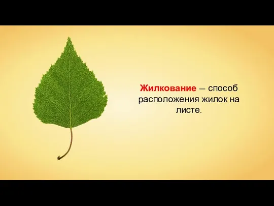 Жилкование — способ расположения жилок на листе.