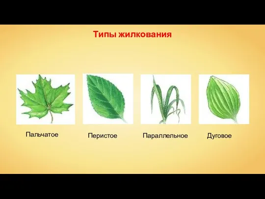 Типы жилкования Пальчатое Перистое Параллельное Дуговое