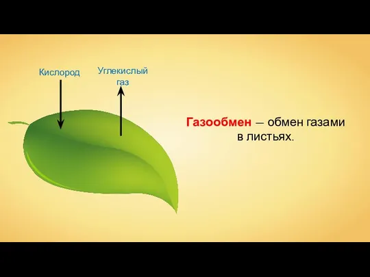 Кислород Углекислый газ Газообмен — обмен газами в листьях.