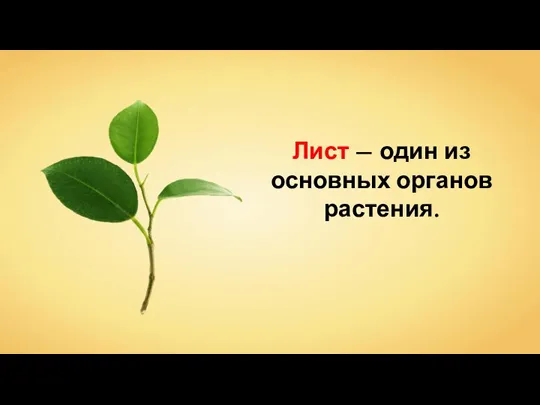 Лист — один из основных органов растения.