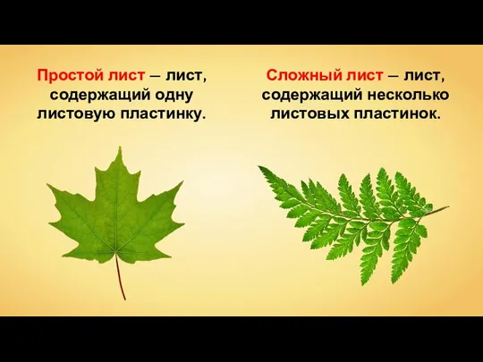 Простой лист — лист, содержащий одну листовую пластинку. Сложный лист — лист, содержащий несколько листовых пластинок.