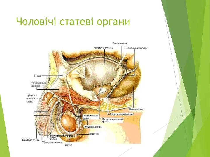 Чоловічі статеві органи