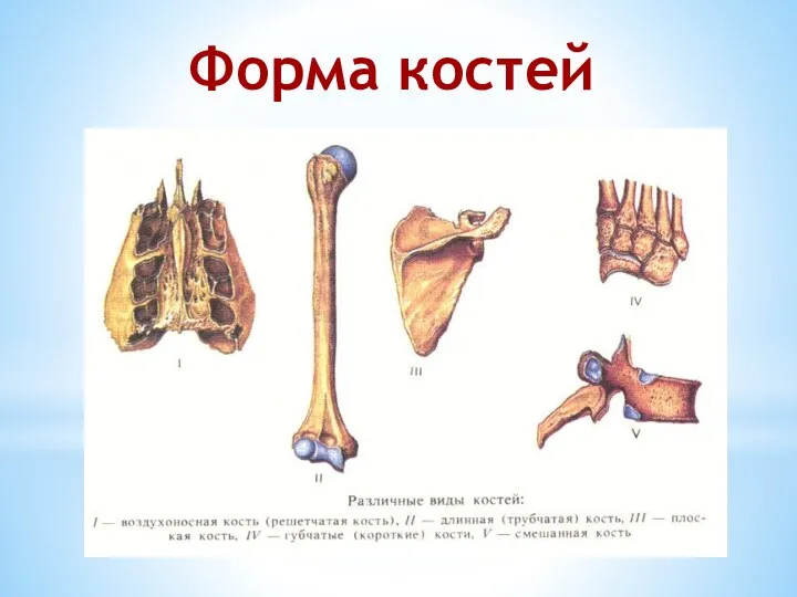 Форма костей