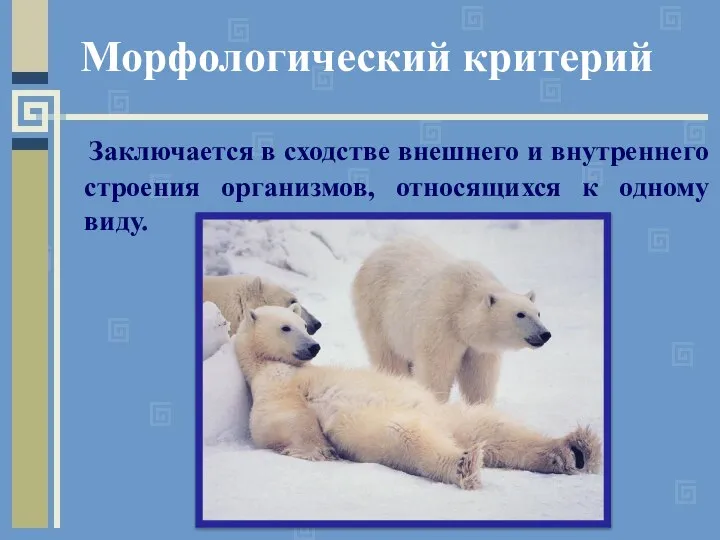 Заключается в сходстве внешнего и внутреннего строения организмов, относящихся к одному виду. Морфологический критерий