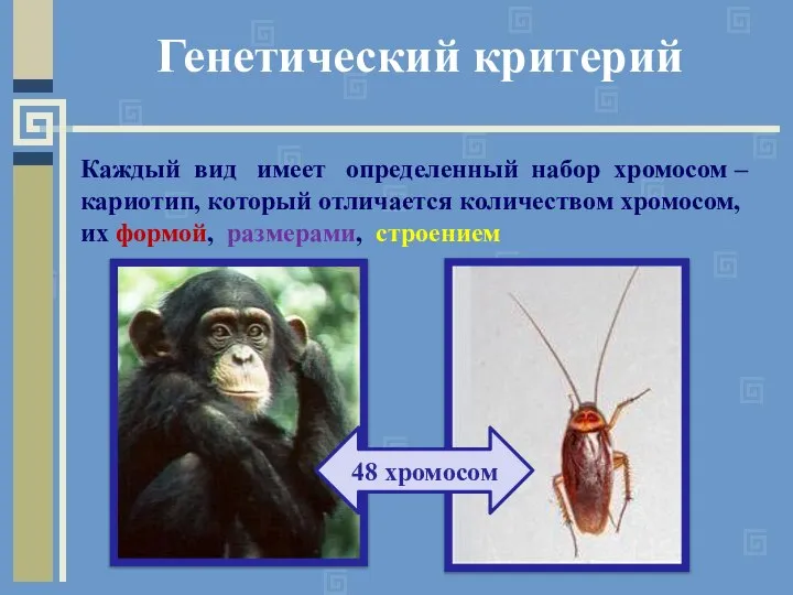 Генетический критерий Каждый вид имеет определенный набор хромосом – кариотип, который отличается