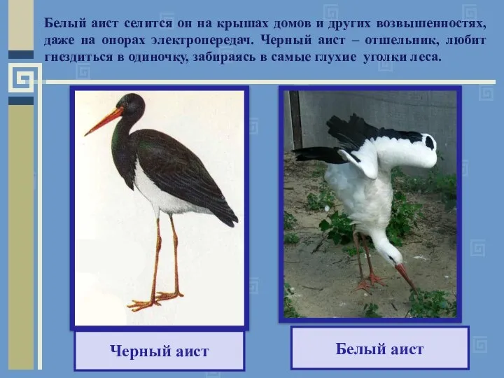 Черный аист Белый аист Белый аист селится он на крышах домов и