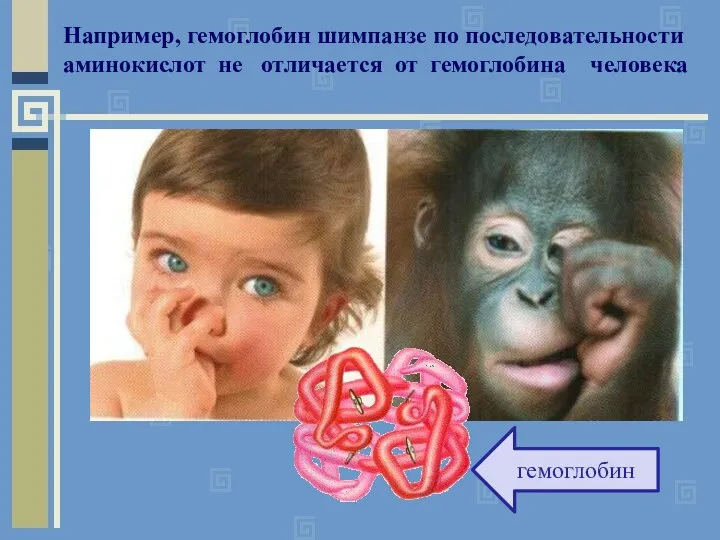 Например, гемоглобин шимпанзе по последовательности аминокислот не отличается от гемоглобина человека гемоглобин