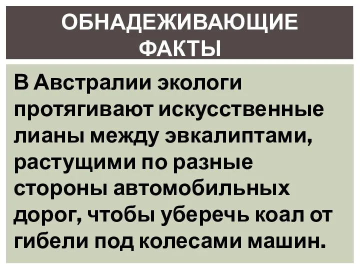 ОБНАДЕЖИВАЮЩИЕ ФАКТЫ В Австралии экологи протягивают искусственные лианы между эвкалиптами, растущими по