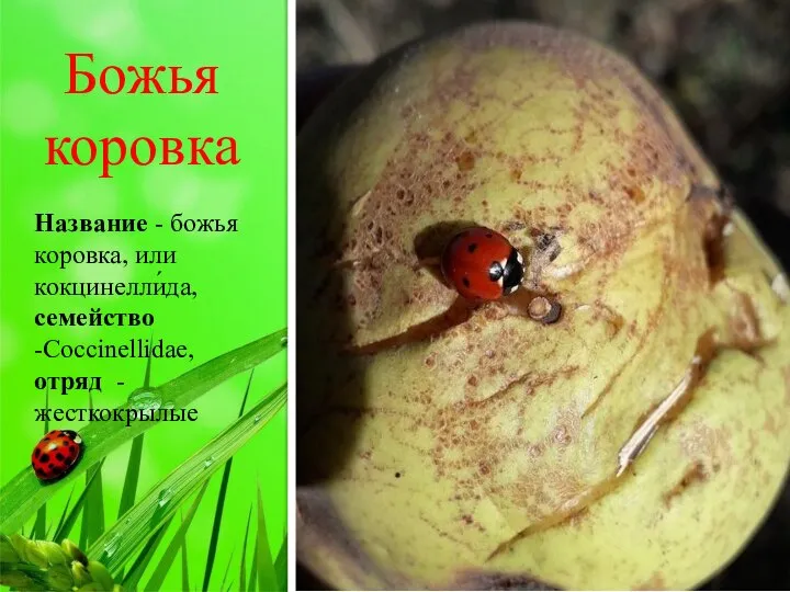 Божья коровка Название - божья коровка, или кокцинелли́да, семейство -Coccinellidae, отряд -жесткокрылые