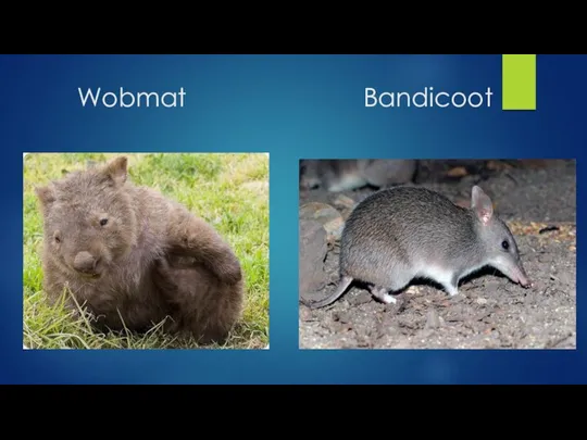 Wobmat Bandicoot