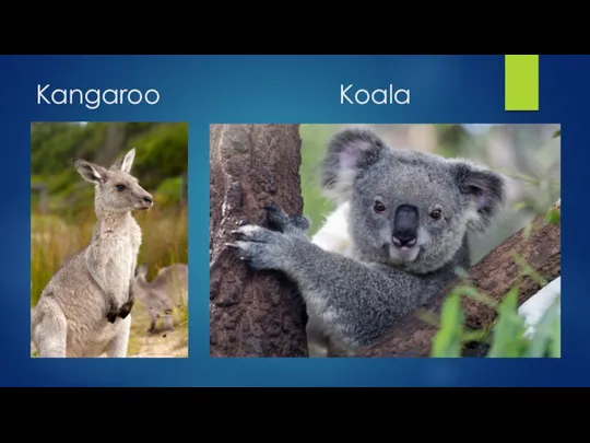 Kangaroo Koala